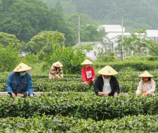 <b>新时代新征程新伟业·习近平总书记关切事丨大别深山育新变</b>