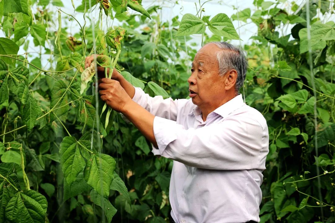 播下致富“金种子” 蹚出增收“新路子” 府谷县哈镇助力农民稳增收