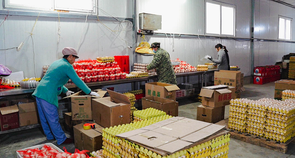<b>汉中市汉台区黑凤园：科技助力蛋鸡养殖 绘就美好产业“钱”景</b>