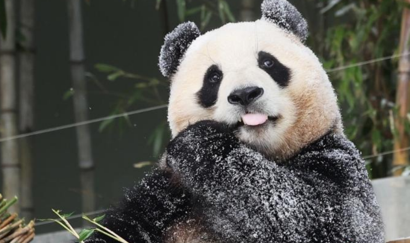 <b>旅韩大熊猫“福宝”为回国做准备！3月3日后不再与公众见面</b>