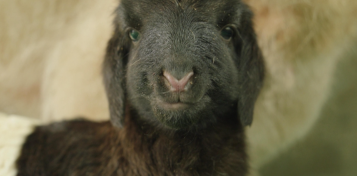 <b>世界首例！西农大科研团队培育出“克隆藏羊”！重3.4千克</b>