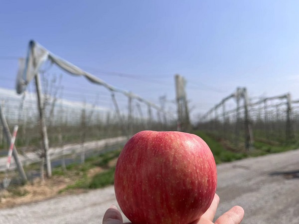 <b>延安黄陵：“五新”果园“苹”地起  打造县域农业经济高质量发展样板</b>