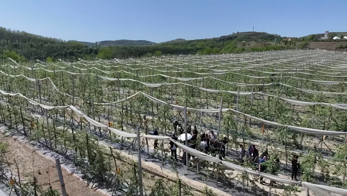 <b>追赶超越谱新篇 增光添彩向未来 | 延安市安塞区：产业向“新” 振兴提“质</b>