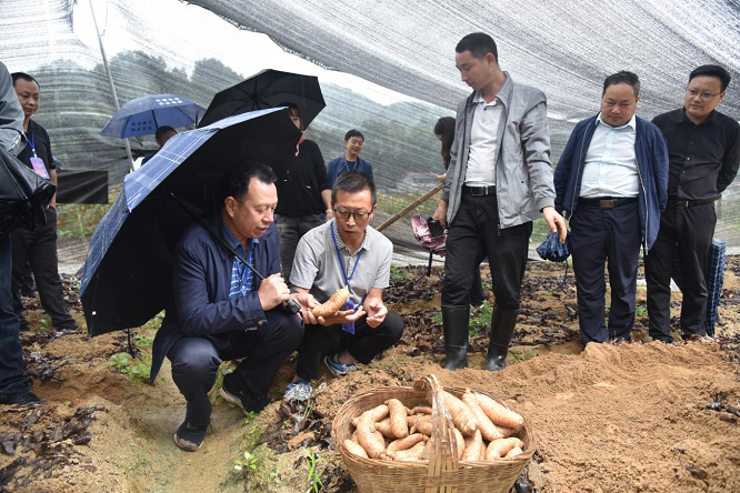 <b>汉中市宁强县发展壮大天麻优势产业助农增收促振兴  </b>