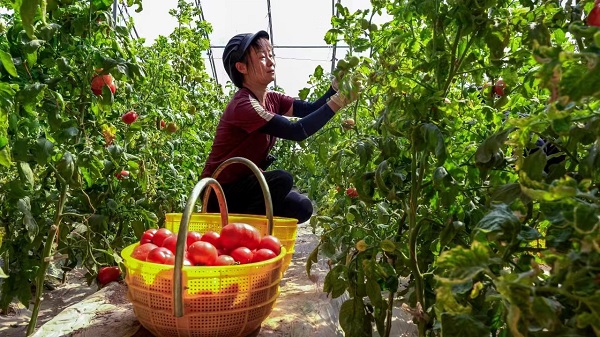 西安市高陵区：一“柿”多赢 小番茄做出乡村振兴“大文章”