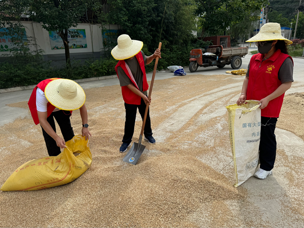 <b>宝鸡市太白县鹦鸽镇：文明实践志愿红  爱心助农保麦收</b>