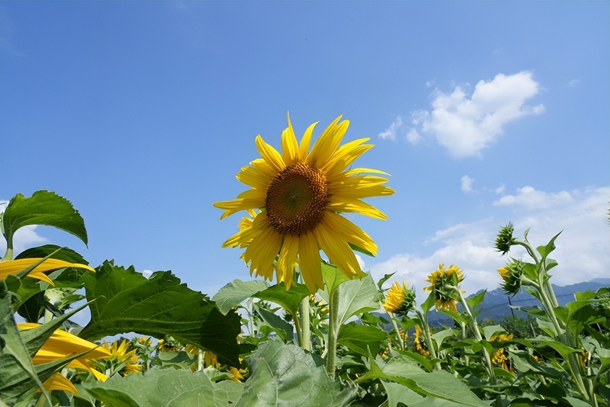 <b>秦岭脚下王莽千亩荷花、向日葵正值盛开</b>