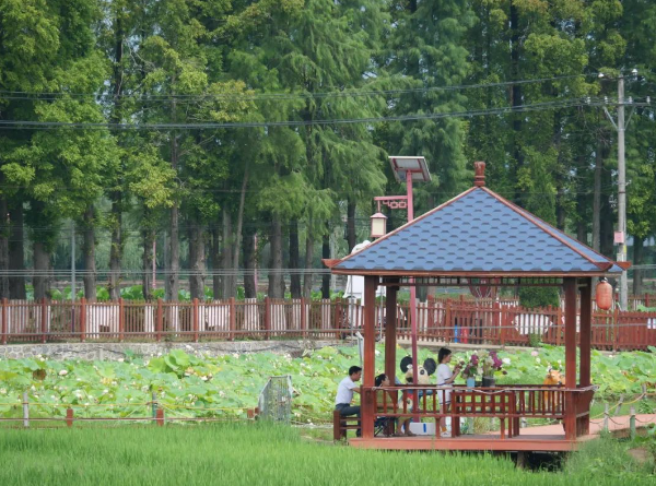 <b>汉中市徐望镇第十届荷花观赏暨纳凉音乐活动开幕</b>