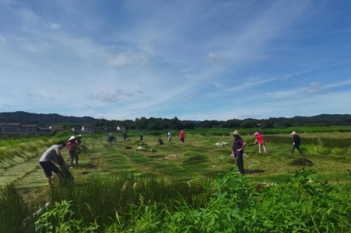 <b>扬子江药业中药材基地：绿色发展助力乡村振兴新篇章</b>