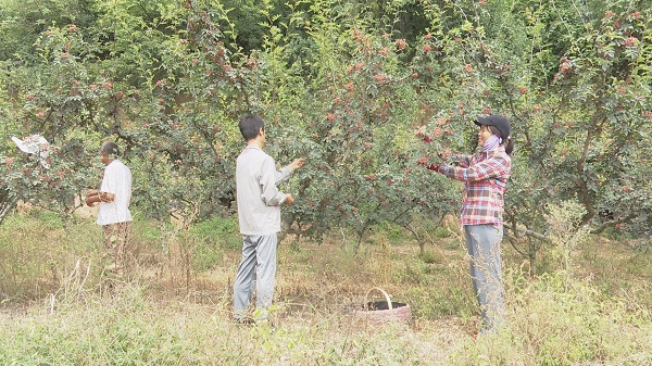 <b>铜川市耀州区金马村：村美民富产业兴 乡村振兴动力足</b>