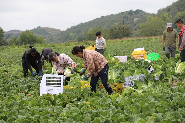 <b>铜川市宜君县：白菜迎丰收 “蔬”通致富路</b>