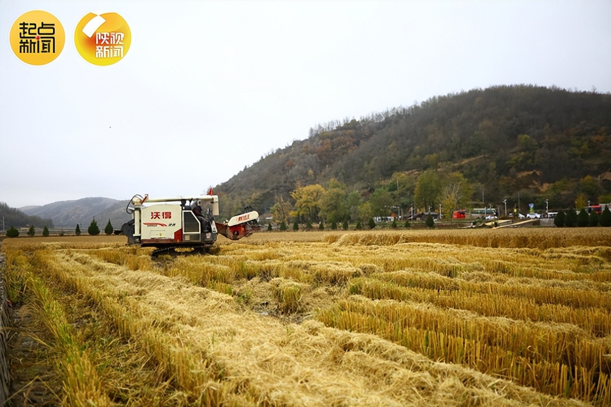 <b>记者赞叹：黄土高坡上种出的稻米不输东北大米</b>