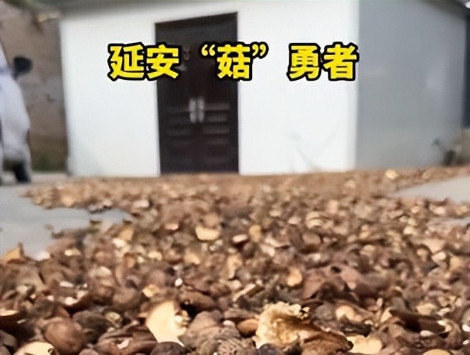 延安“菇”勇者的蜕变