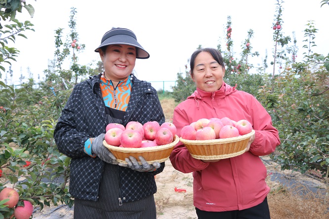 <b>榆林神木市贺家川镇丰劳山村：苹果丰收采摘忙 硕果盈枝笑满园</b>