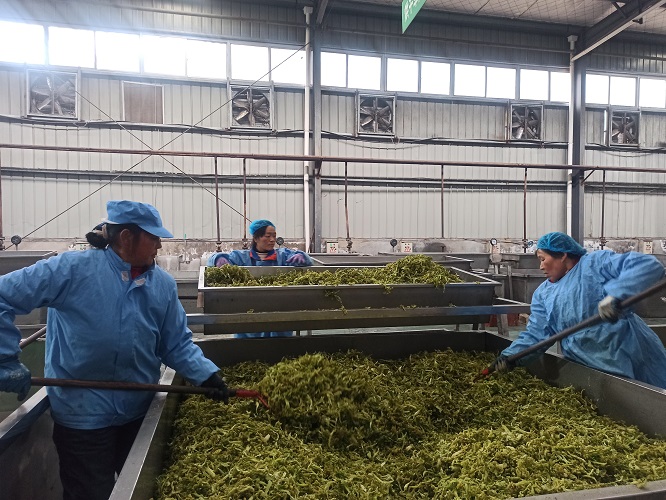 <b>商洛市洛南县：脱水蔬菜加工忙  “烘”出增收新希望  </b>