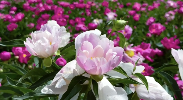 <b>“芍约秦岭 花映古道！”在五月，在宝鸡太白县与芍药花海赴一场浪漫之约</b>