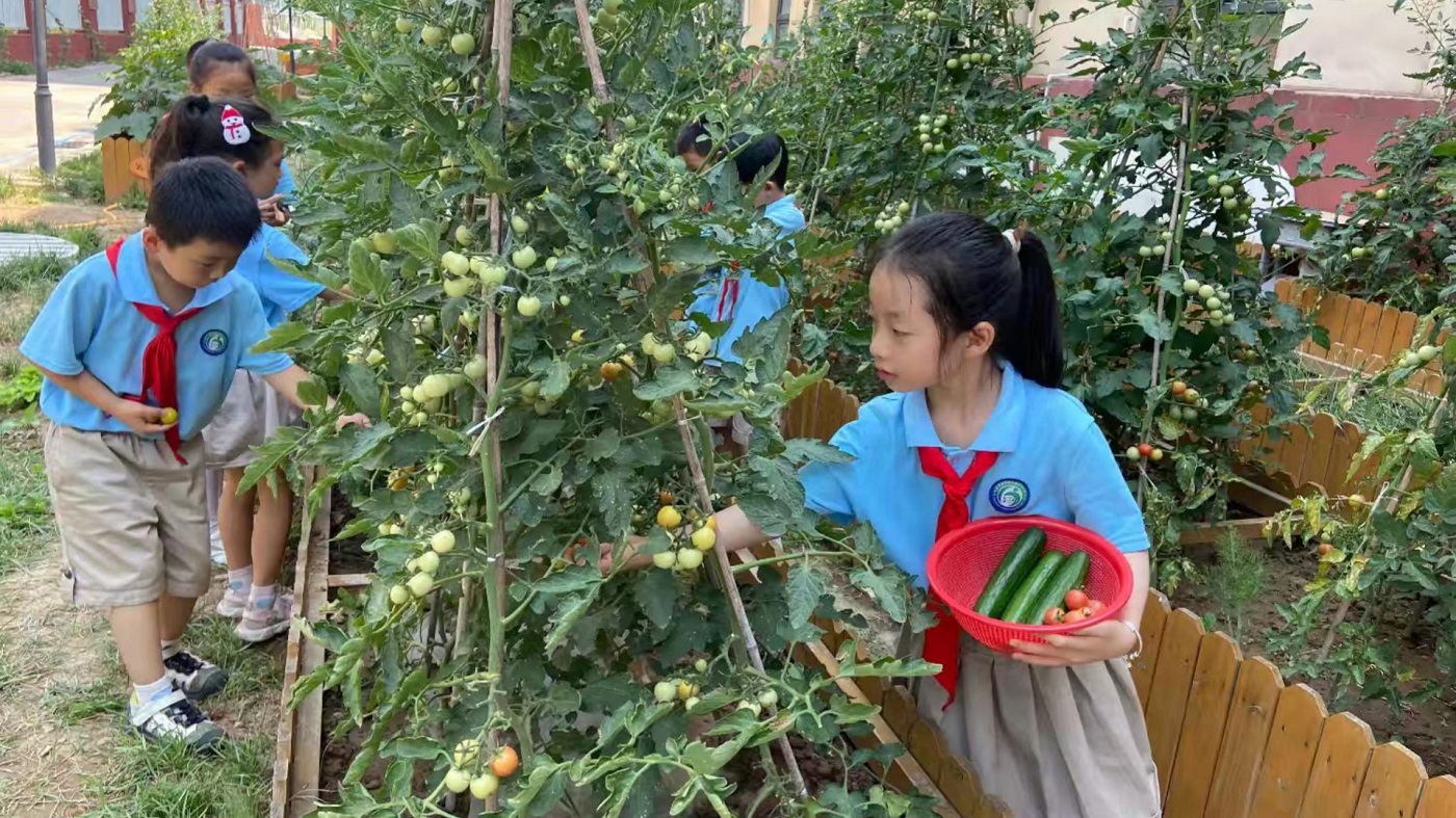 <b>丰收啦！灞桥区东城六小的孩子们在田园里“种”出了成长必修课</b>