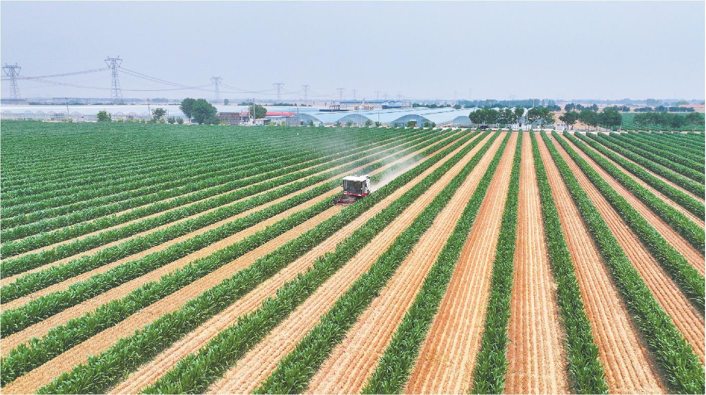 山东省探索小麦玉米种植新模式，每年多产一季春玉米