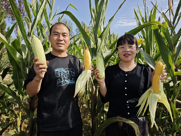<b> 铜川市宜君县：鲜食玉米让土地单产增值</b>