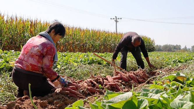 <b>榆林市府谷县：千亩红薯喜获丰收 套种模式助力振兴  </b>