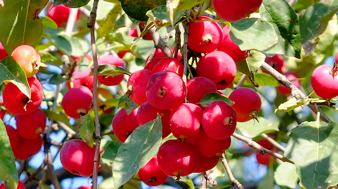 <b>榆林市府谷县：天青色等烟雨 海红果在等你  </b>