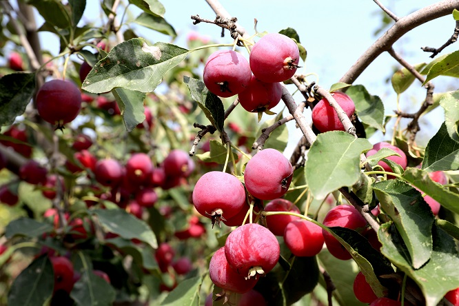 <b>榆林市府谷县：果企收储忙 果农喜开颜  </b>