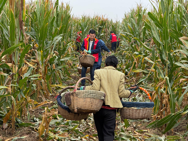 <b> 国网咸阳供电公司：秋粮抢收 我们来守护</b>