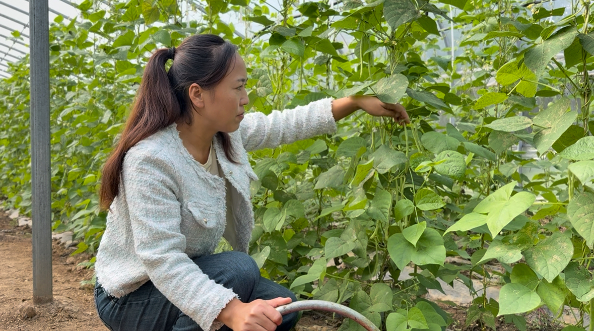 <b>铜川市印台区红土镇：大棚蔬菜喜获丰收 绿色托起致富希望</b>
