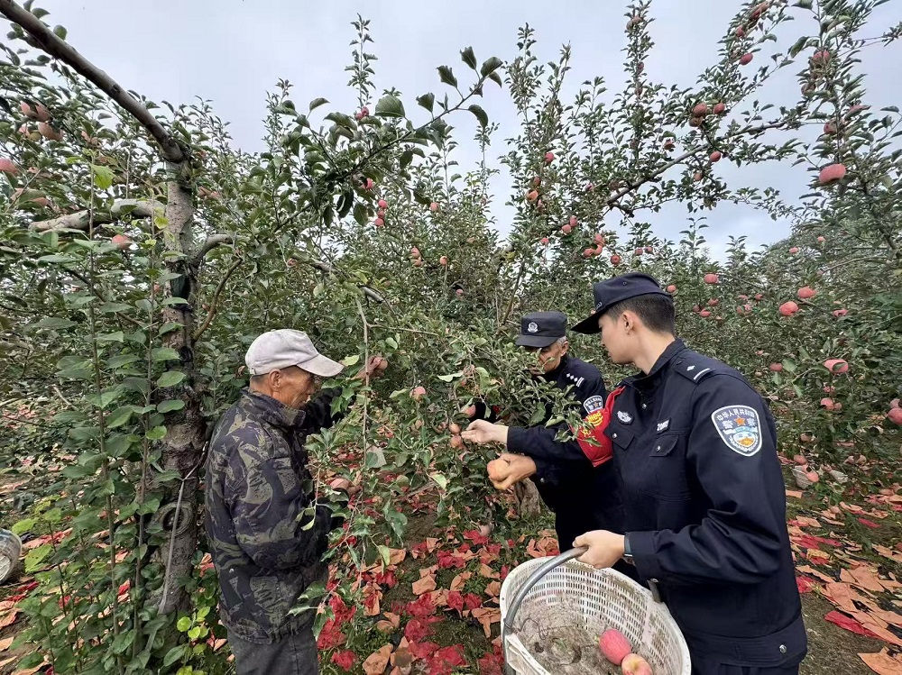 金秋苹果红 护航丰收路——富县东站派出所为民服务助力苹果丰收