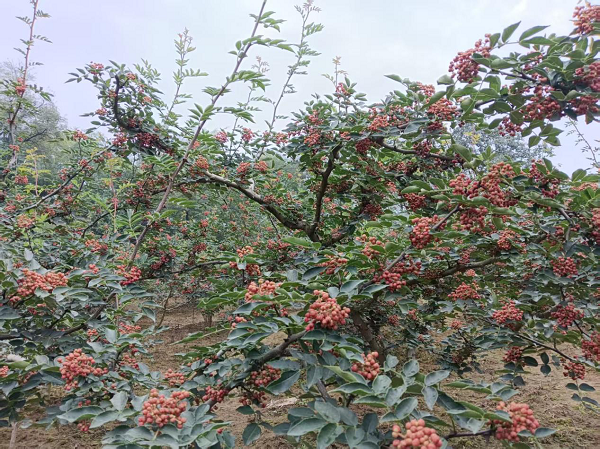 <b>铜川市印台区:花椒让刘家沟的村民鼓起了腰包</b>