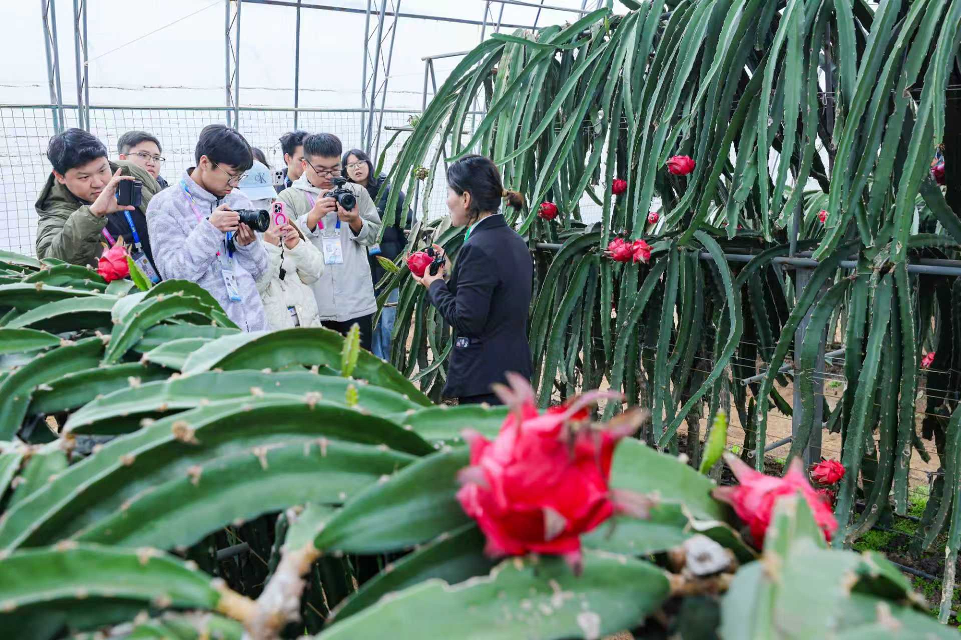 <b>解码杨凌农科城创新实践丨“南果北种”不是梦!杨凌科技让火龙果在黄土地</b>