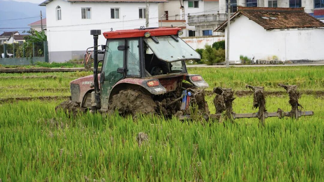 <b>汉中市汉台区:“秋淋”挡不住秋播 5.6 万亩油菜抢种忙  </b>