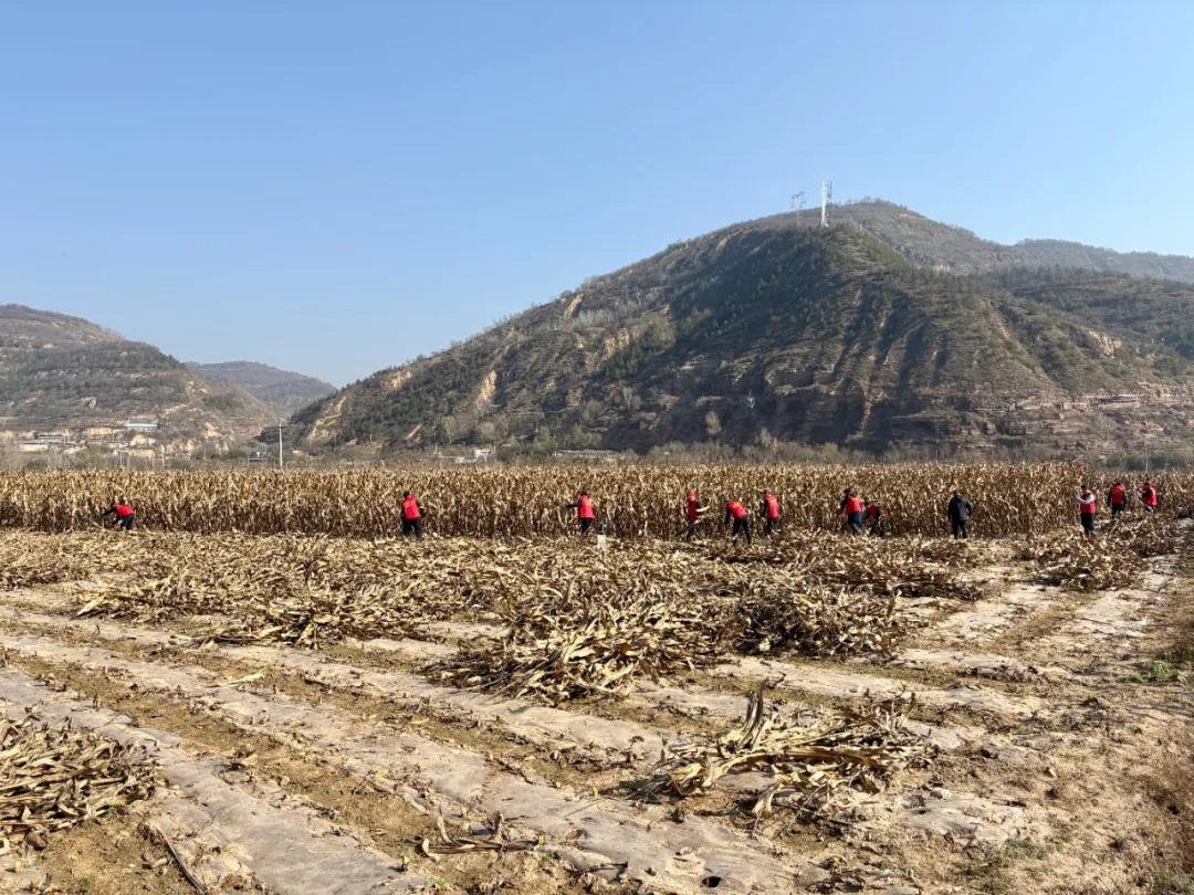 <b>延安市吴起县：志愿助农收玉米 秋收田里暖人心</b>