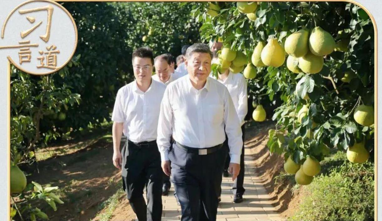 <b>习言道｜从荔枝园到柚子园，习近平不变的牵挂</b>