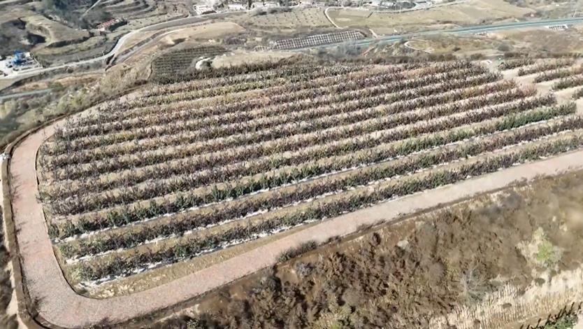 延安市宝塔区姚店镇：老旧果园焕发新生机