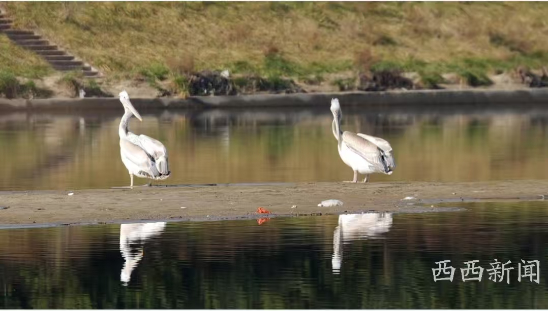 实在美丽！鸟界“大嘴王”卷羽鹈鹕现身商洛  