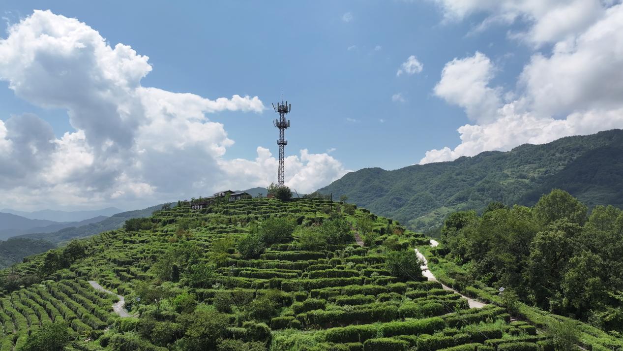 <b>为汉中茶山插上“智慧翅膀” 陕西铁塔以满格信号护航产业飘香</b>