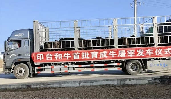 <b>铜川市印台区首批纯血和牛出栏 高端雪花牛肉“出山”闯市场</b>