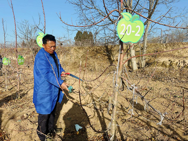 铜川市印台区举办果园冬管比武大赛
