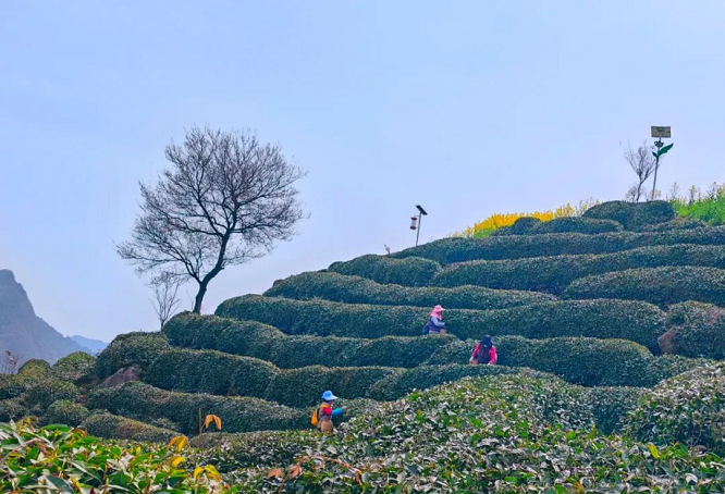 <b>汉中市勉县：智慧赋能特色产业 开辟乡村振兴新赛道   </b>