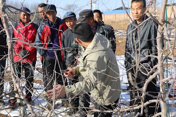 <b>铜川市宜君县：果园冬管正当时 技术赋能促增收</b>