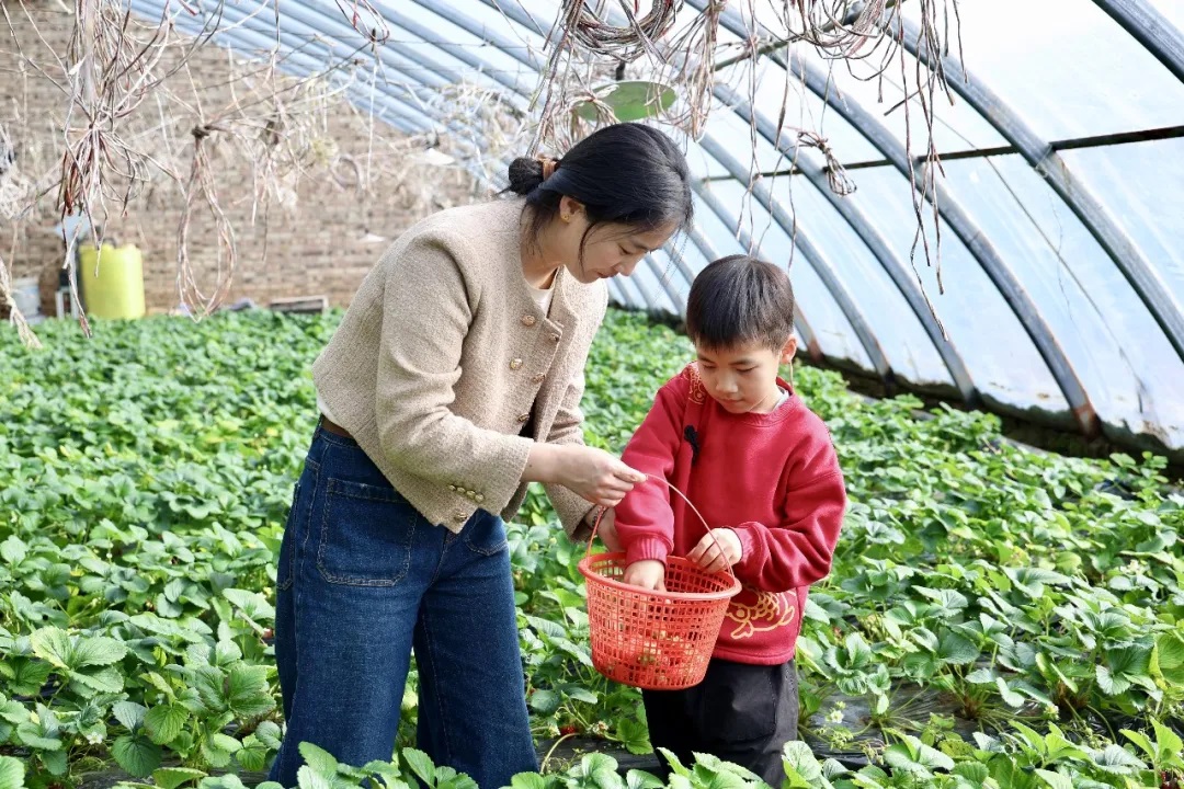 榆林市榆阳区：大棚经济促增收 特色种植更出彩