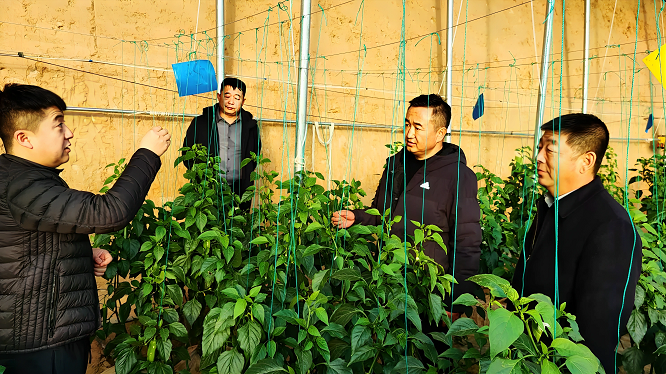 <b>“一水两用、一棚双收”，榆林市府谷县循环农业激活乡村振兴“一池春水”</b>