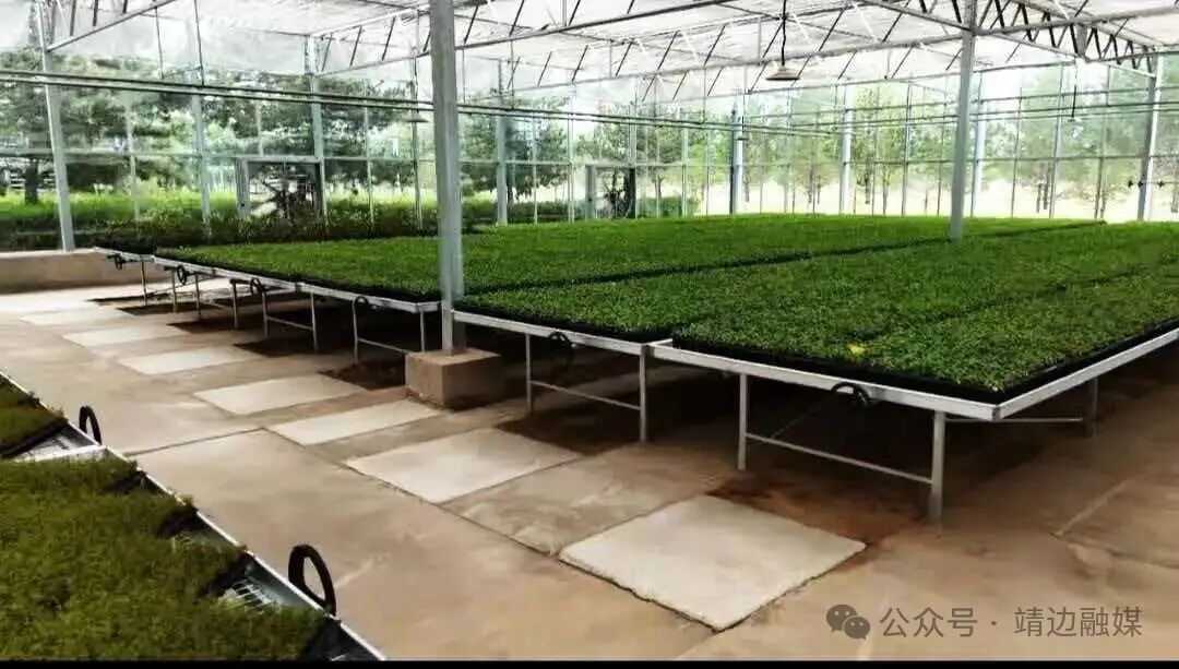 <b>榆林市靖边县林业局：走出生态经济融合新路径 </b>