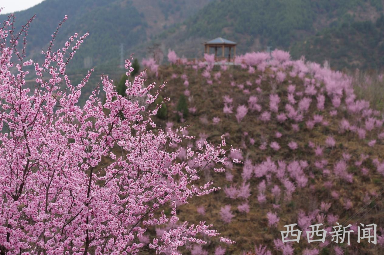 满山满眼皆浪漫！商洛商州区南秦湖景区红梅花开