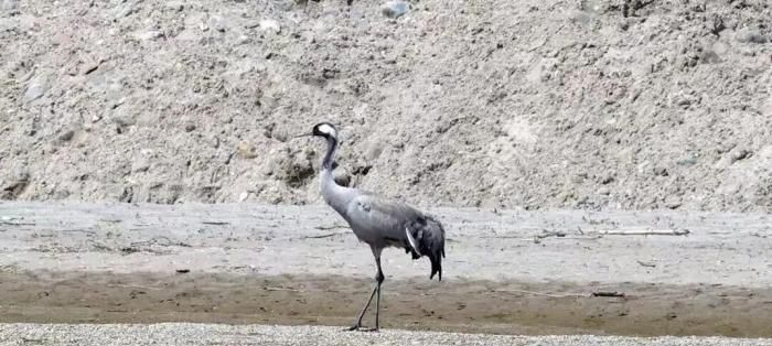 陕西汉中朱鹮国家级自然保护区首次记录到灰鹤现身