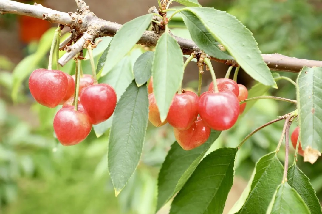<b>榆林市榆阳区：春风送暖樱果红 大漠飘香产业兴</b>