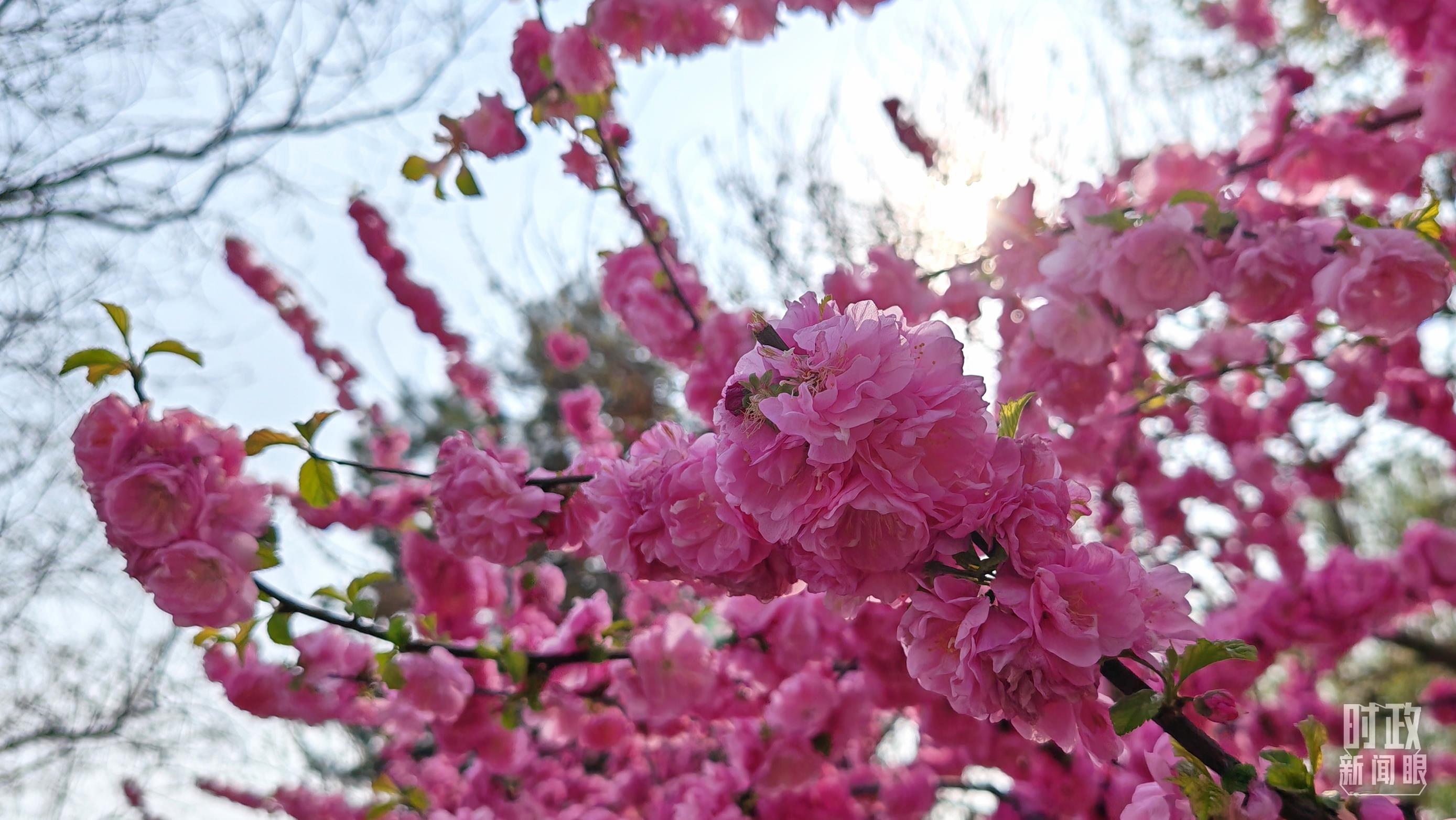 时政新闻眼丨在首都义务植树活动现场，习近平强调这件利国利