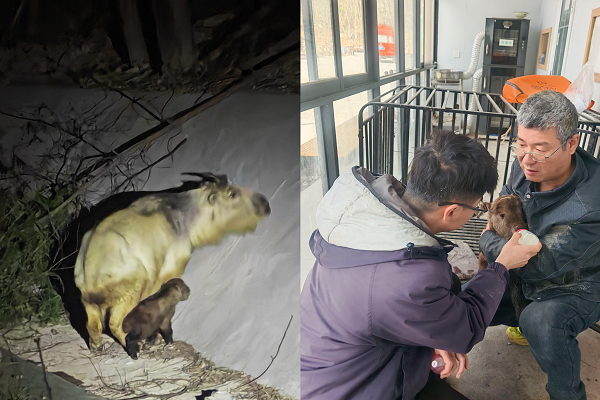 宝鸡市太白县：保护秦岭四宝 共护绿色生态