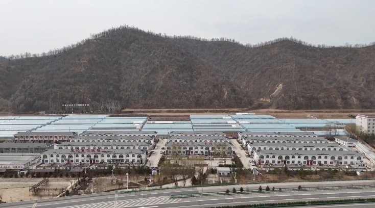 <b>延安市宝塔区甘谷驿镇代家沟村：温室大棚结硕果 小瓜成熟迎客来</b>
